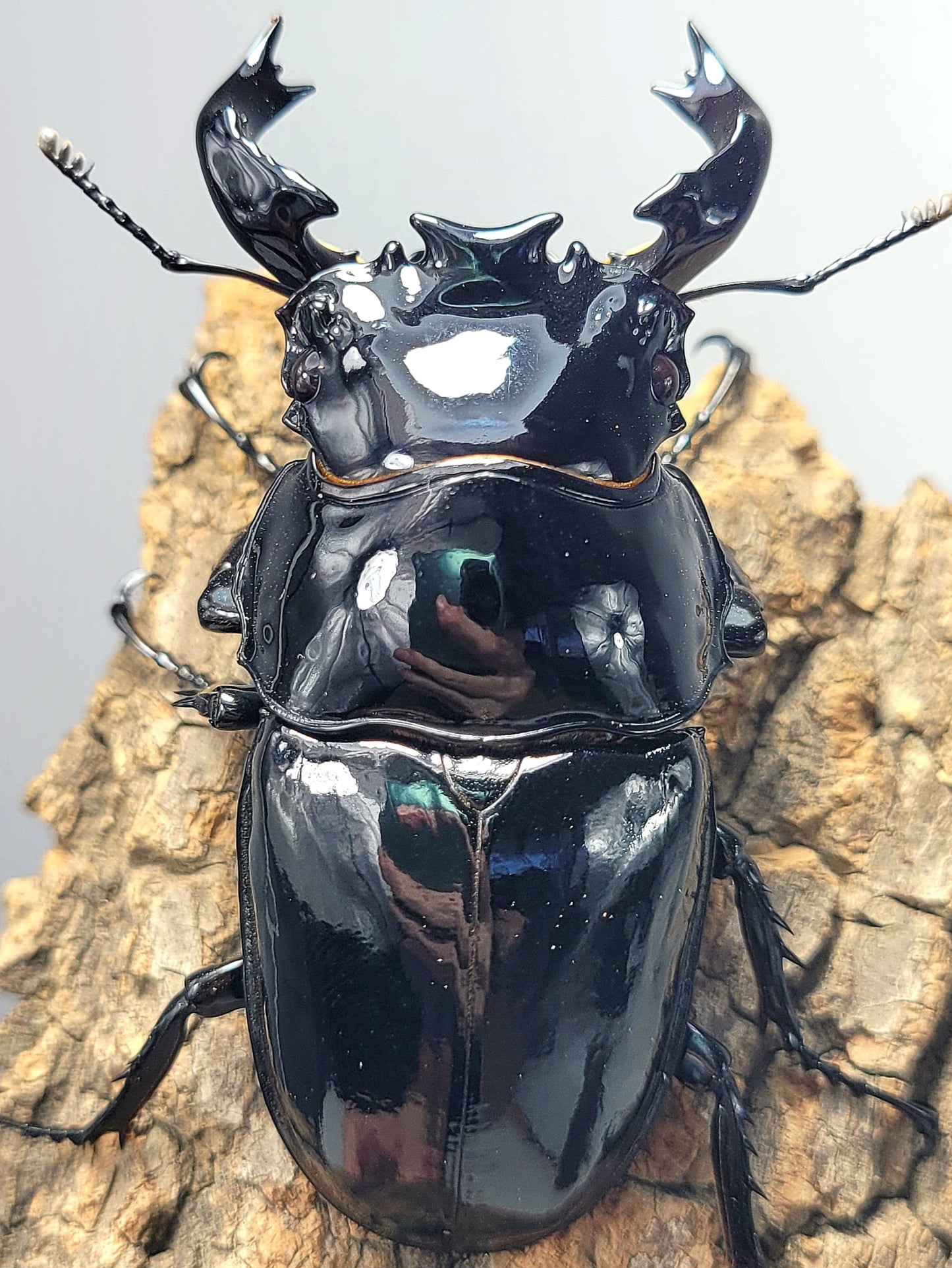 Tarandus Stag Beetle (Mesotopus tarandus)