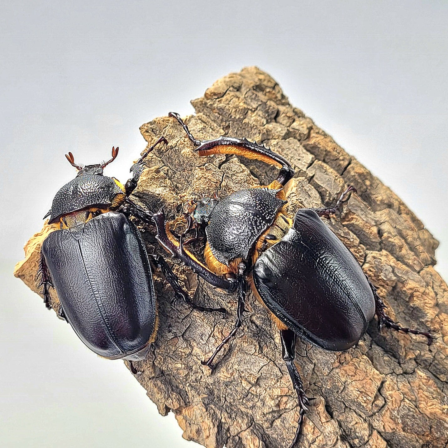 Turkey Long Arm Beetle (Propomacrus bimucronatus)