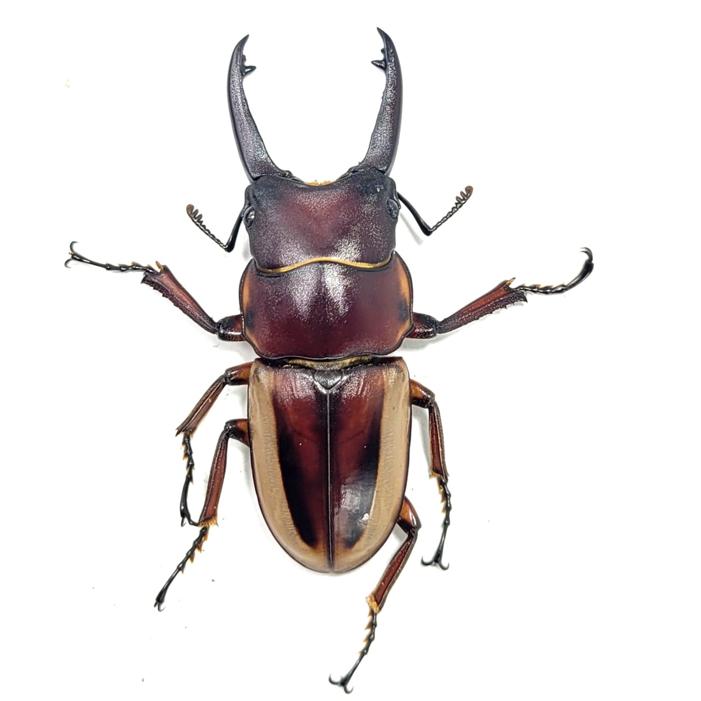 Prosopocoilus laterlis lorquini