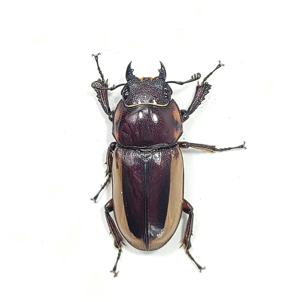 Prosopocoilus laterlis lorquini