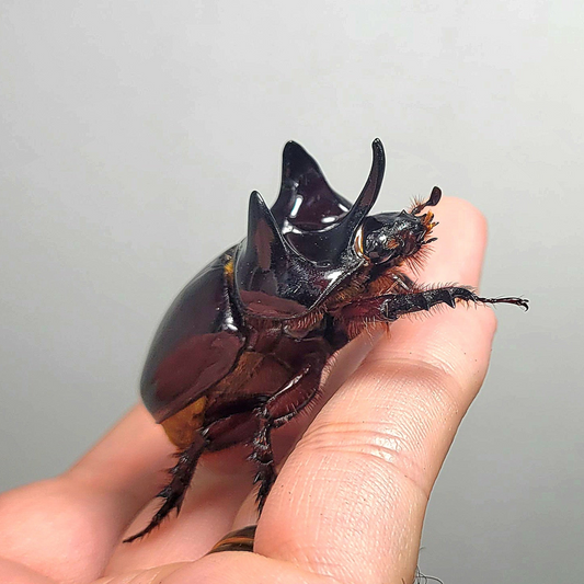 Western Ox Beetle