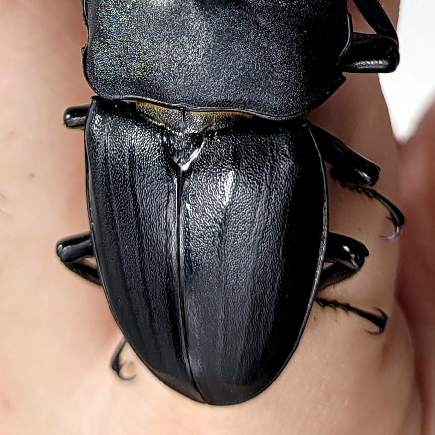 Dorcus metacostatus