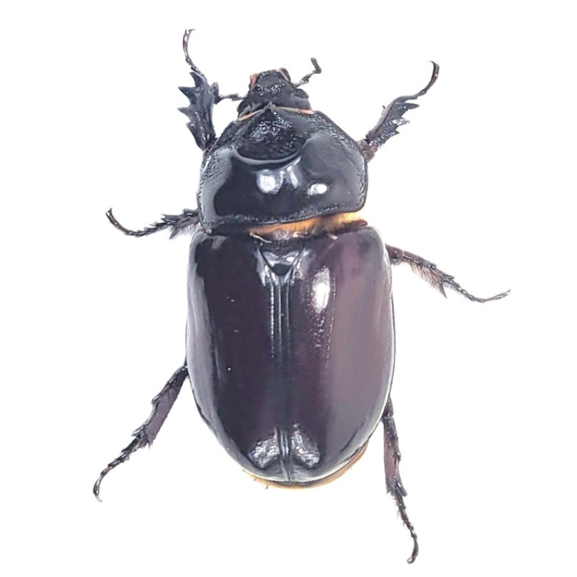 Western Ox Beetle