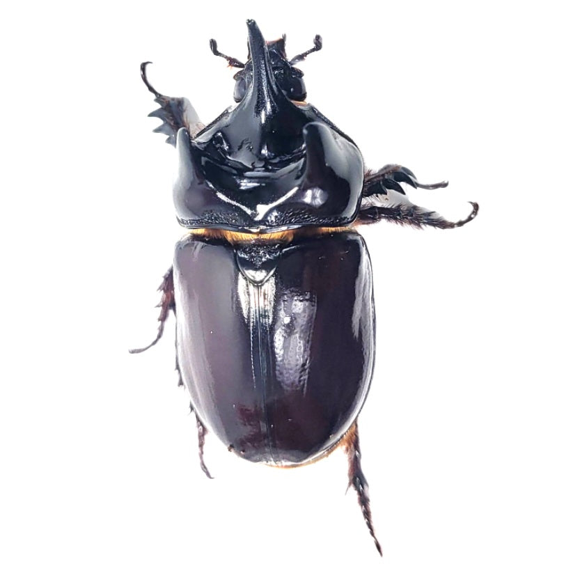 Western Ox Beetle