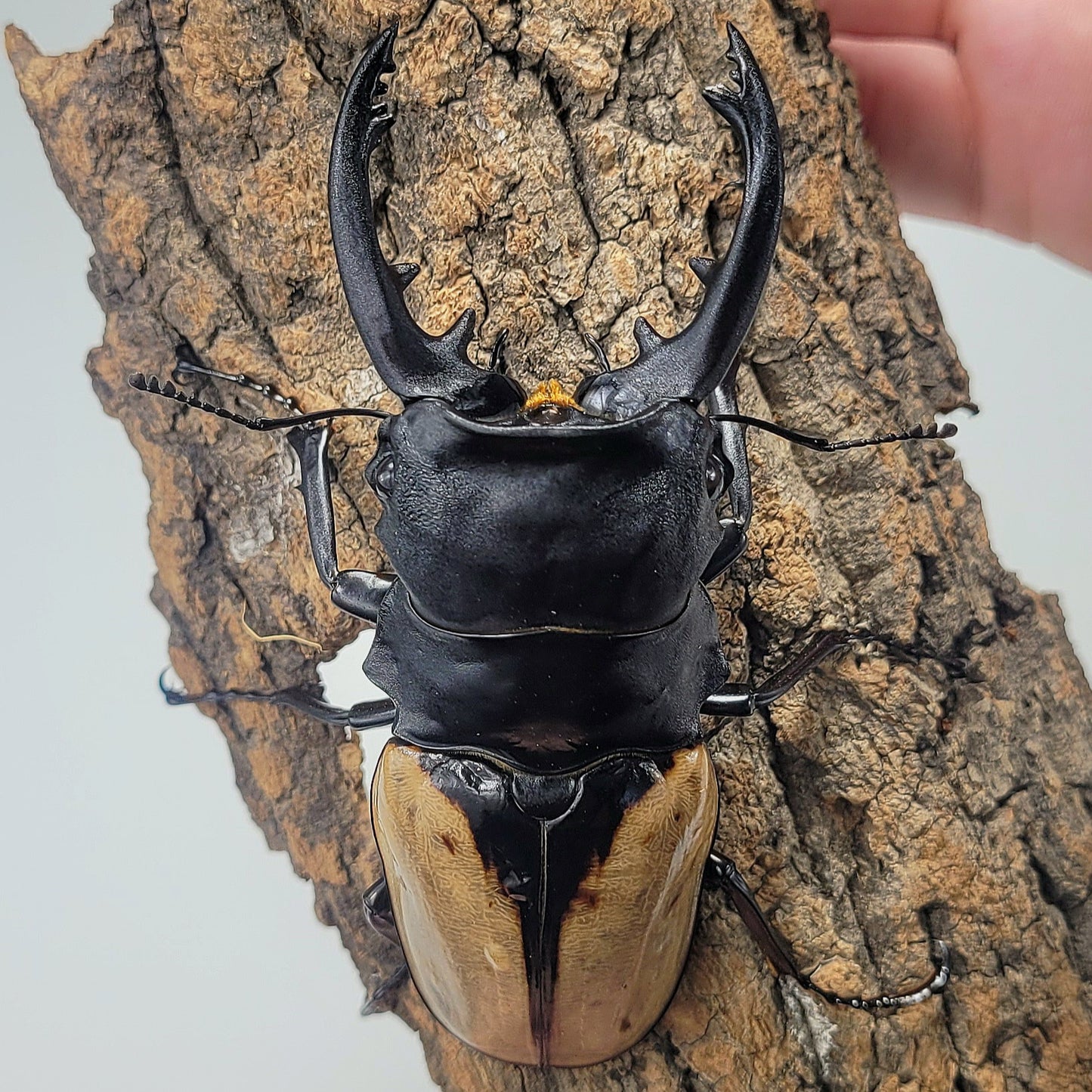 Overlord Ghost Stag Beetle (Odontolabis burmeisteri)