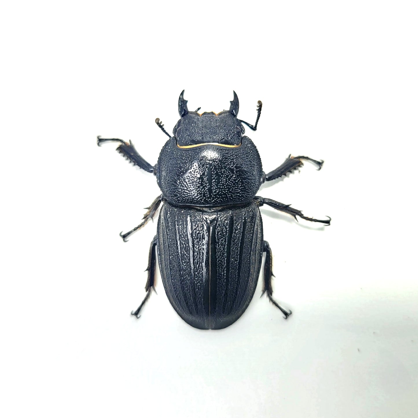 Dorcus metacostatus