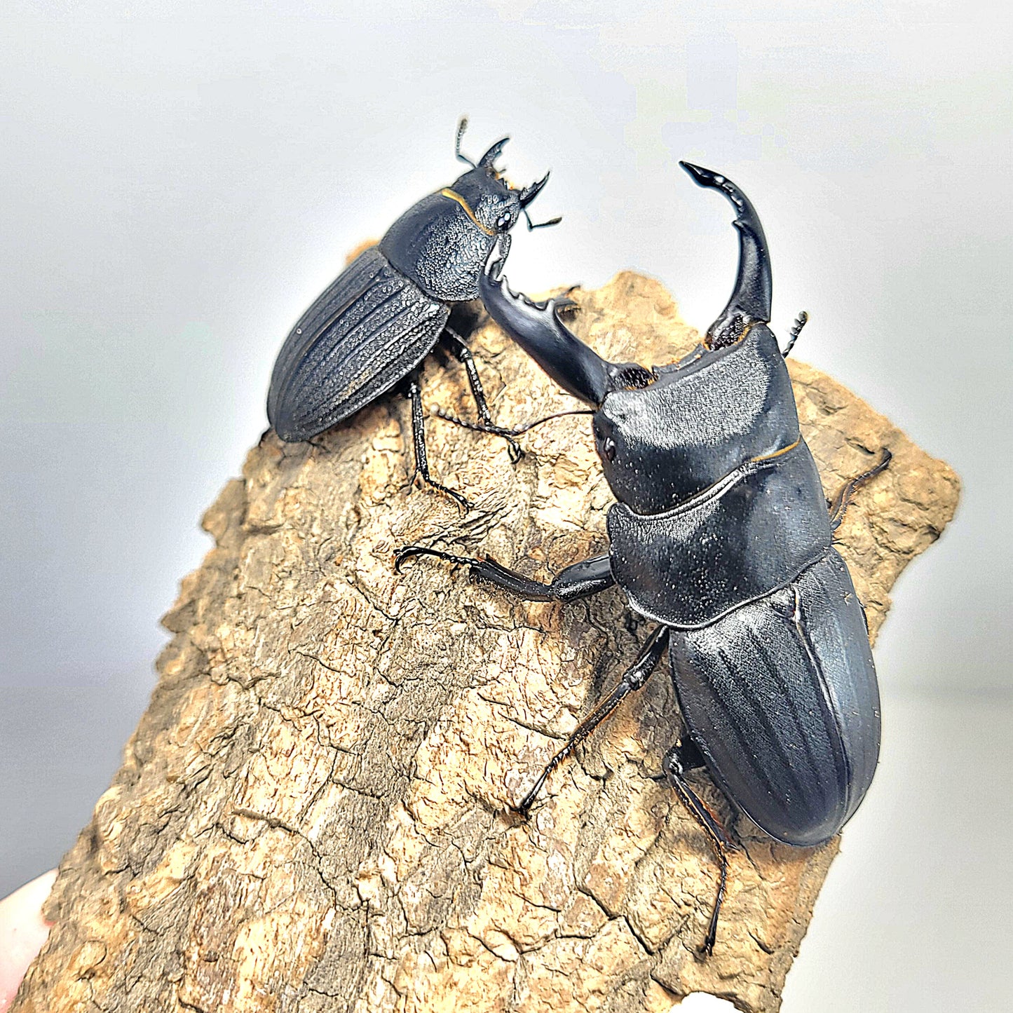 Dorcus metacostatus