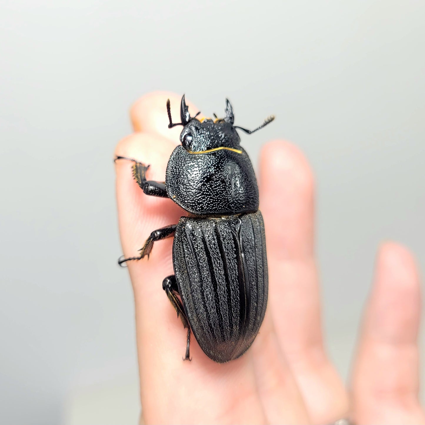 Dorcus metacostatus