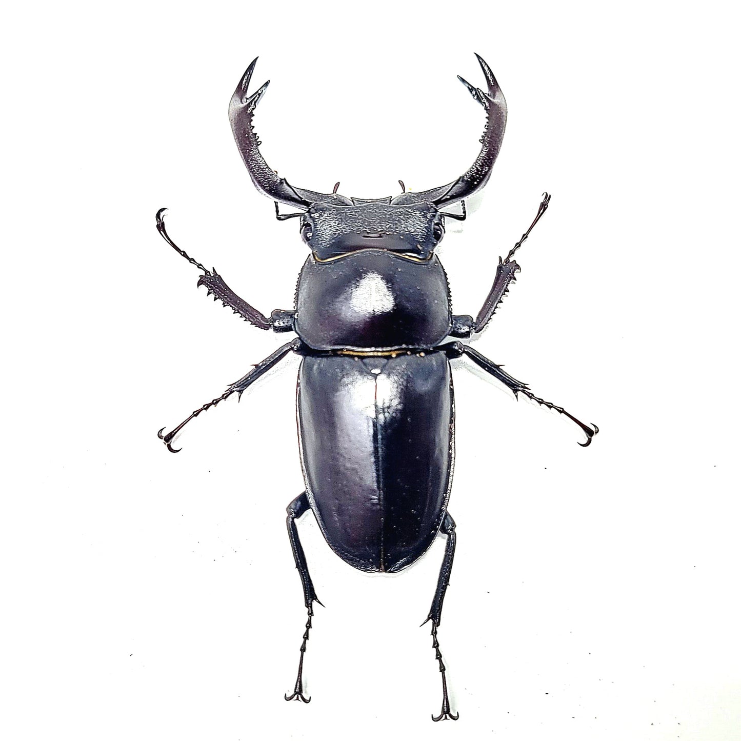 Black-Hart Stag Beetle (Rhaetulus crenatus crenatus)