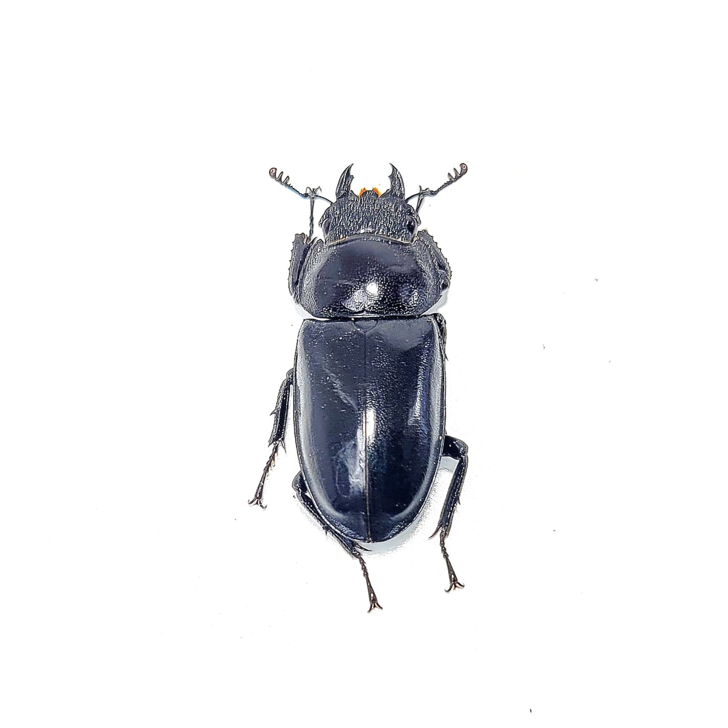 Black-Hart Stag Beetle (Rhaetulus crenatus crenatus)