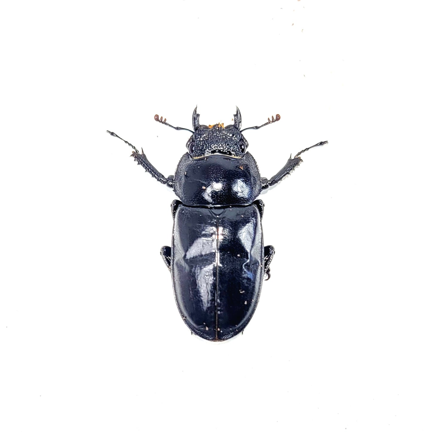 Laos Golden Hart Stag Beetle (Rhaetulus crenatus tsutsui)