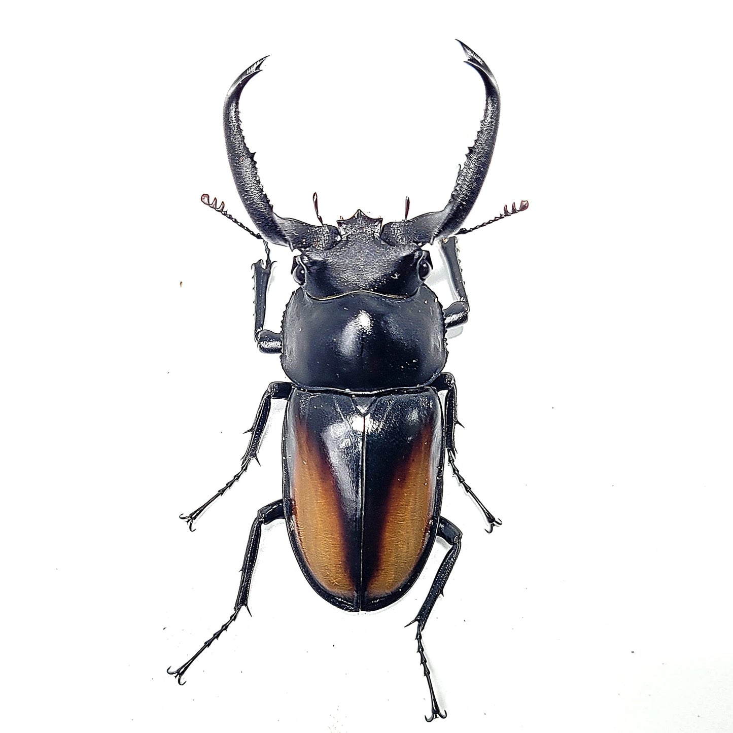 Laos Golden Hart Stag Beetle (Rhaetulus crenatus tsutsui)