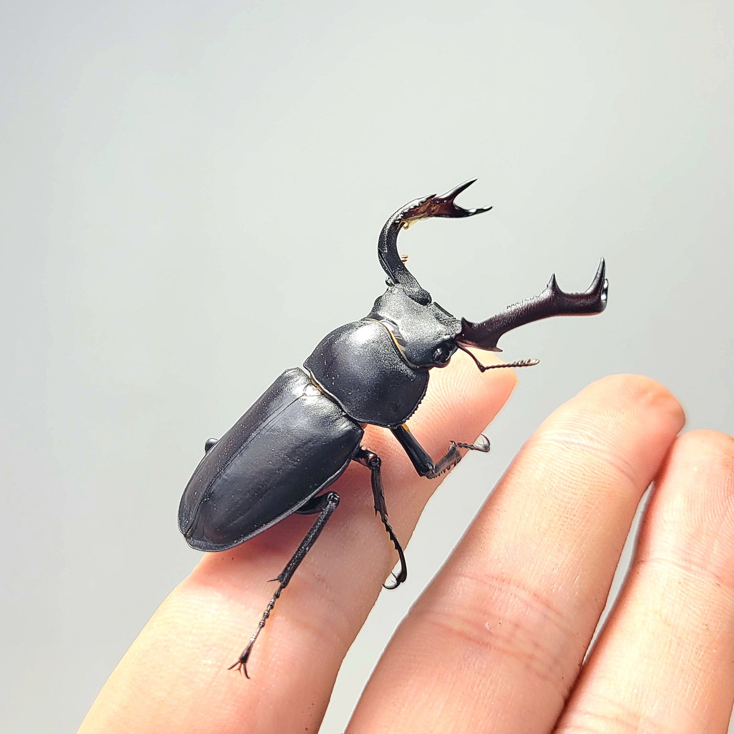 Black-Hart Stag Beetle (Rhaetulus crenatus crenatus)