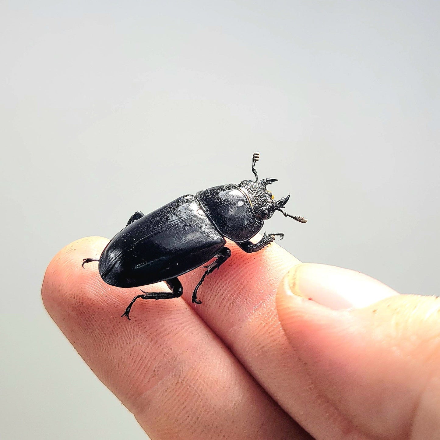 Black-Hart Stag Beetle (Rhaetulus crenatus crenatus)