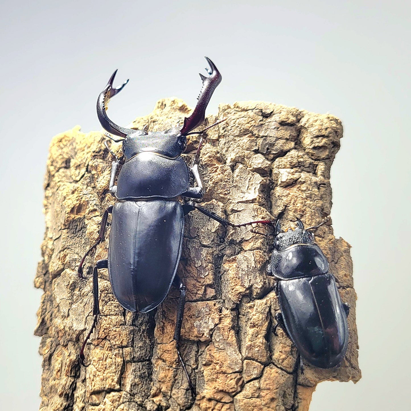 Black-Hart Stag Beetle (Rhaetulus crenatus crenatus)