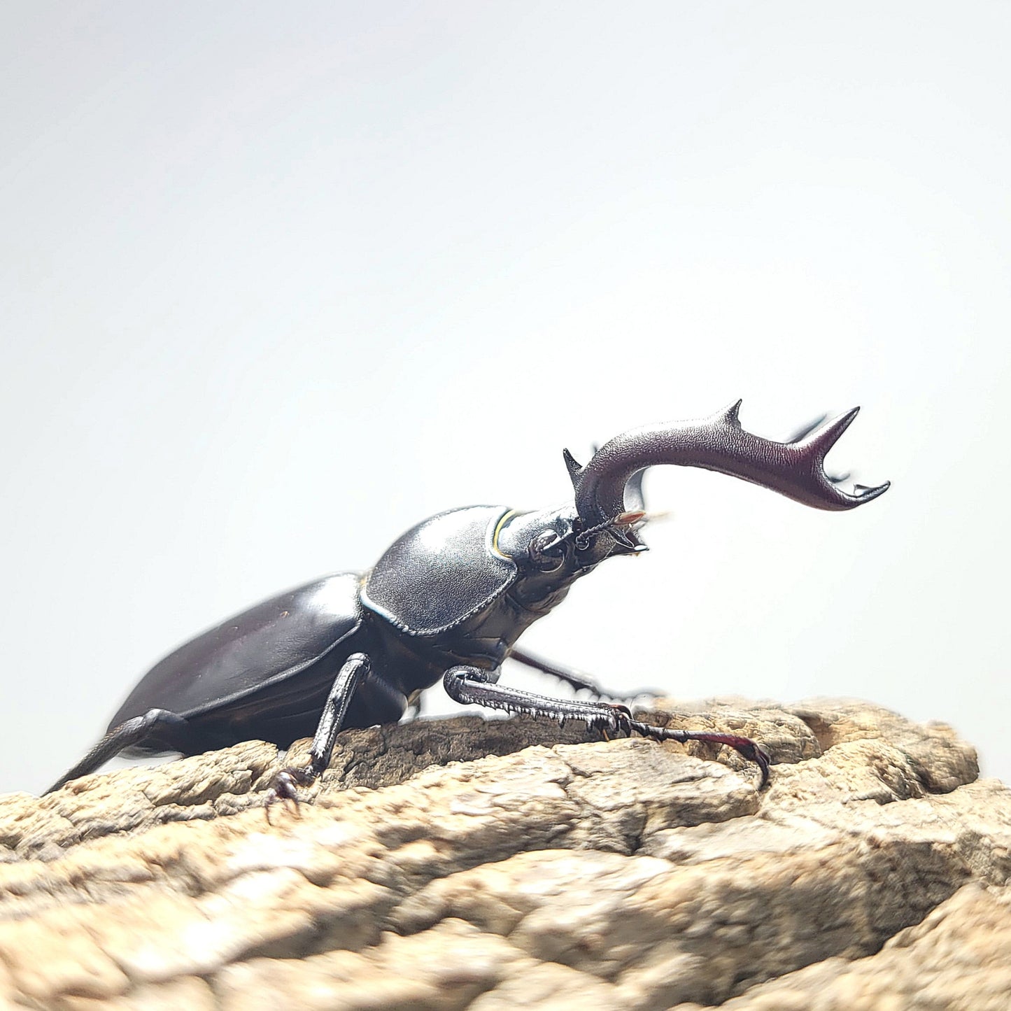 Black-Hart Stag Beetle (Rhaetulus crenatus crenatus)