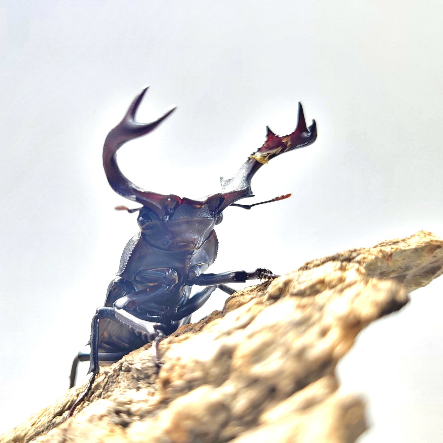 Black-Hart Stag Beetle (Rhaetulus crenatus crenatus)