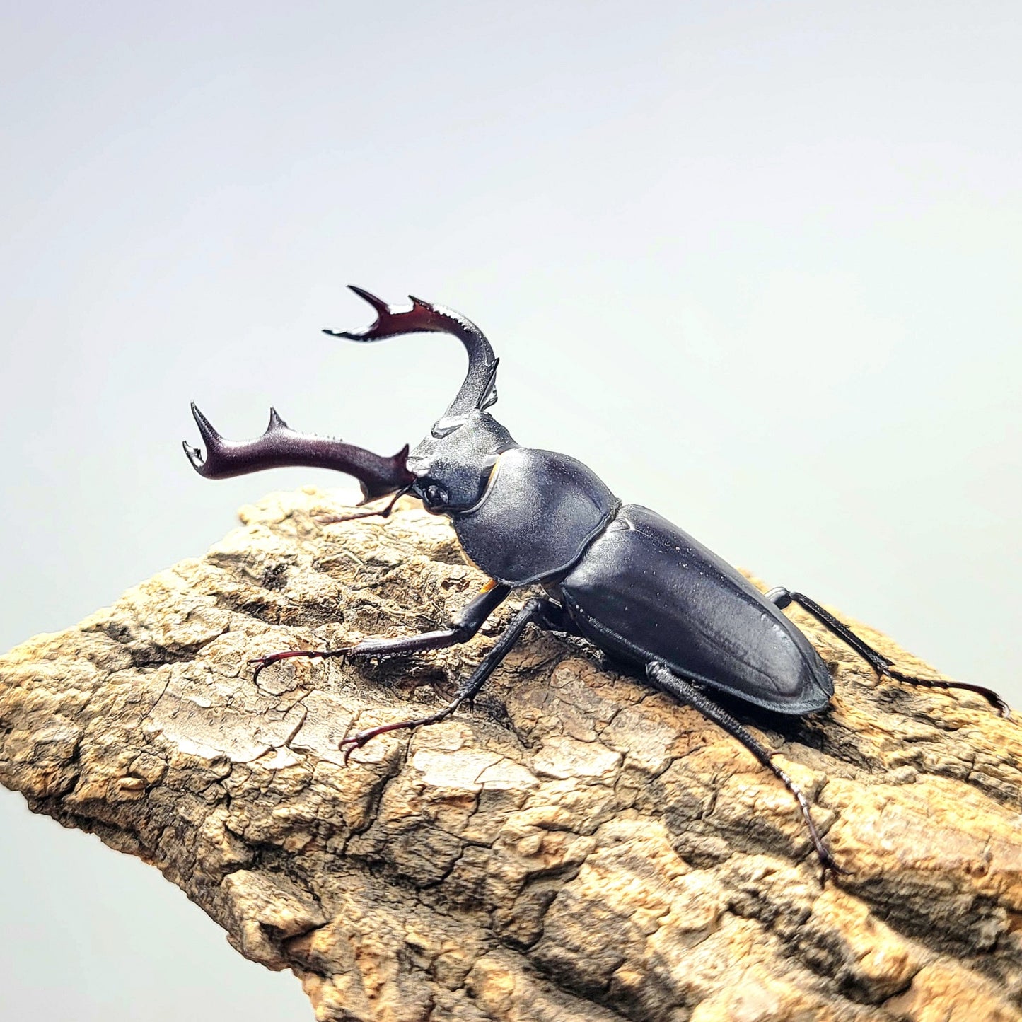 Black-Hart Stag Beetle (Rhaetulus crenatus crenatus)