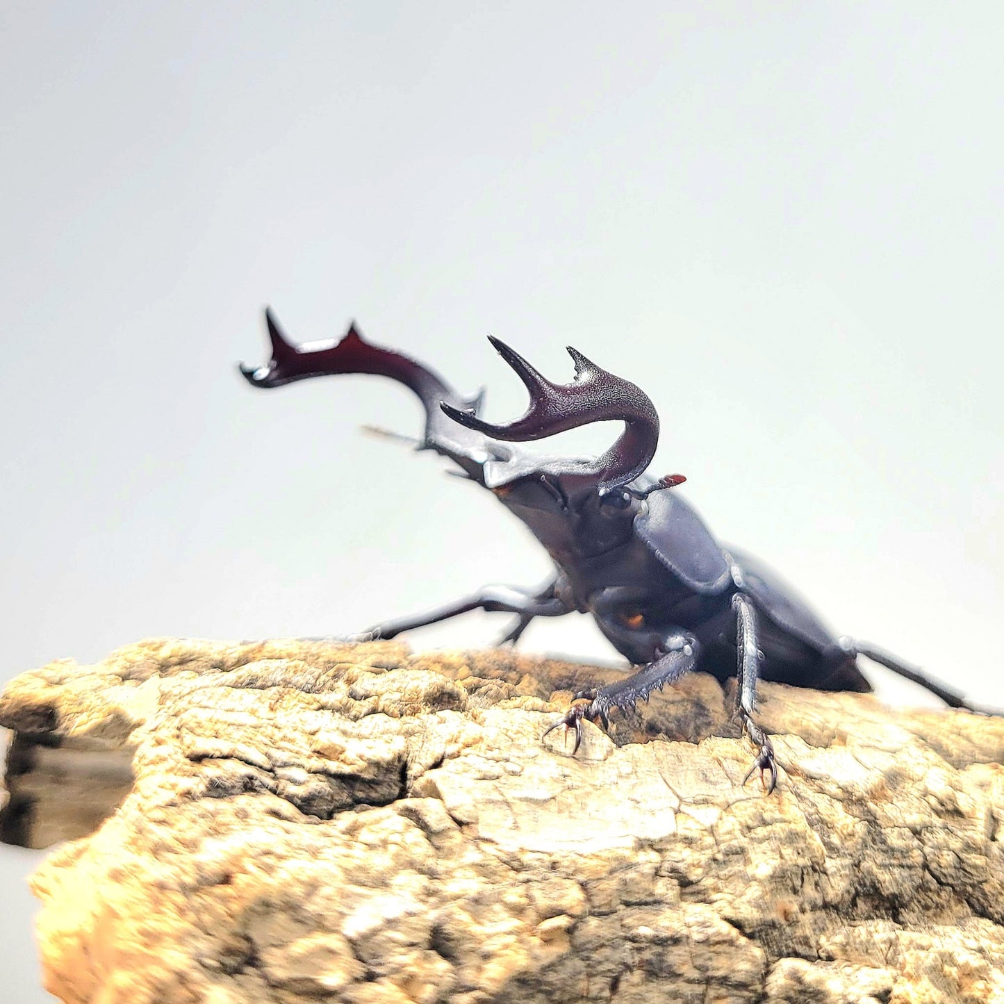 Black-Hart Stag Beetle (Rhaetulus crenatus crenatus)