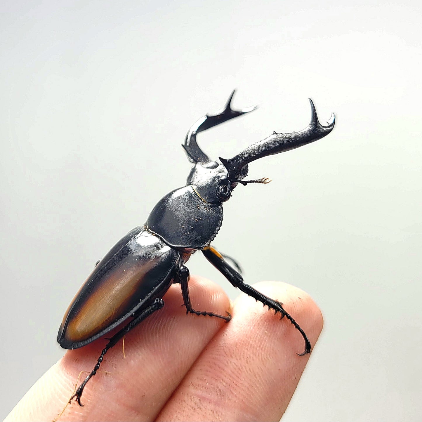 Laos Golden Hart Stag Beetle (Rhaetulus crenatus tsutsui)