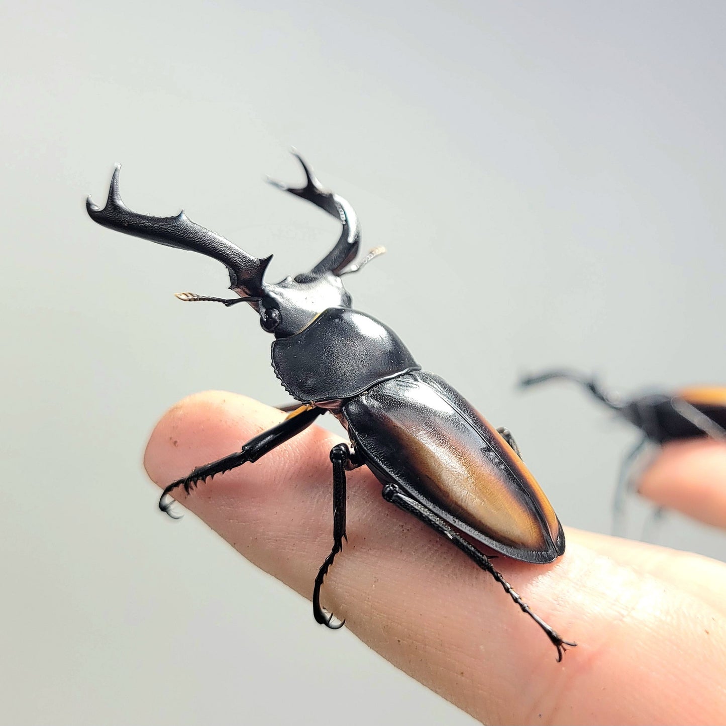 Laos Golden Hart Stag Beetle (Rhaetulus crenatus tsutsui)