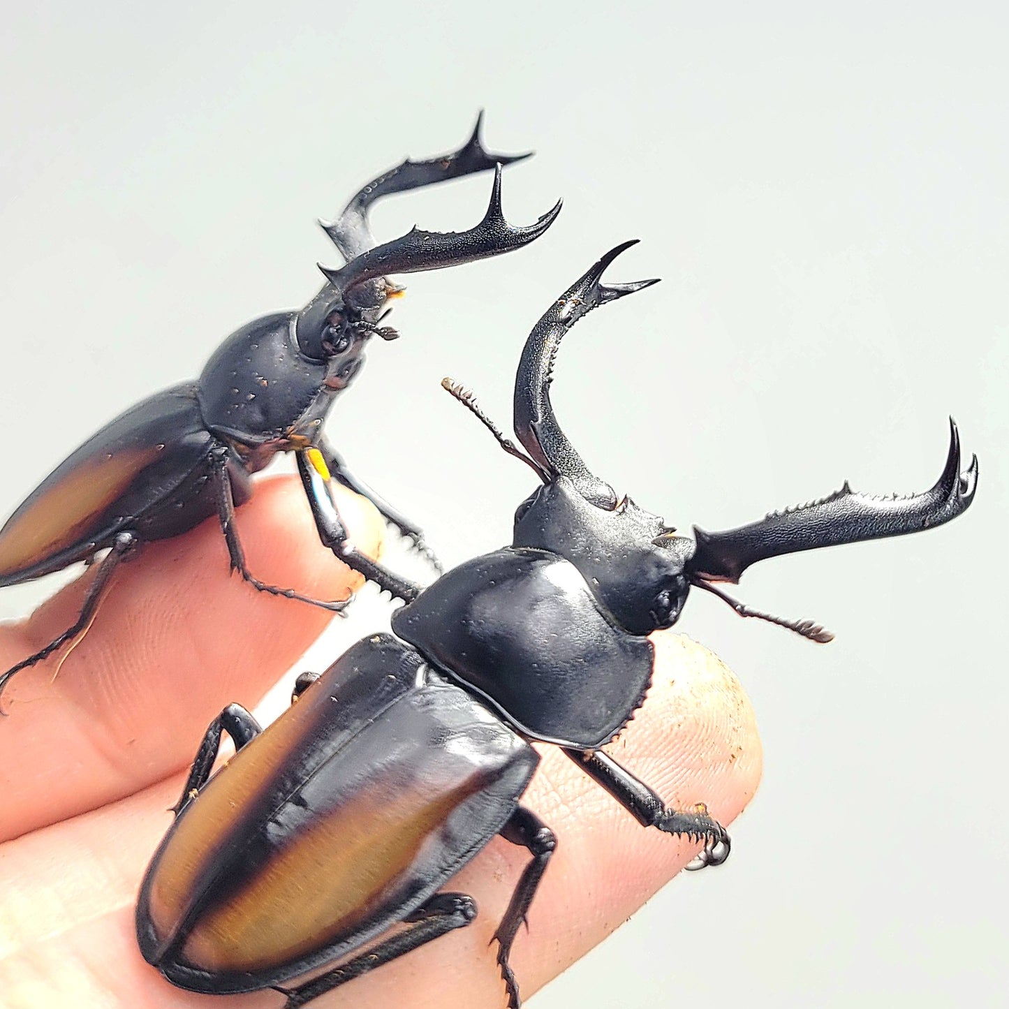 Laos Golden Hart Stag Beetle (Rhaetulus crenatus tsutsui)