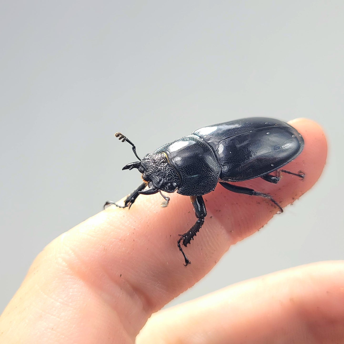 Laos Golden Hart Stag Beetle (Rhaetulus crenatus tsutsui)