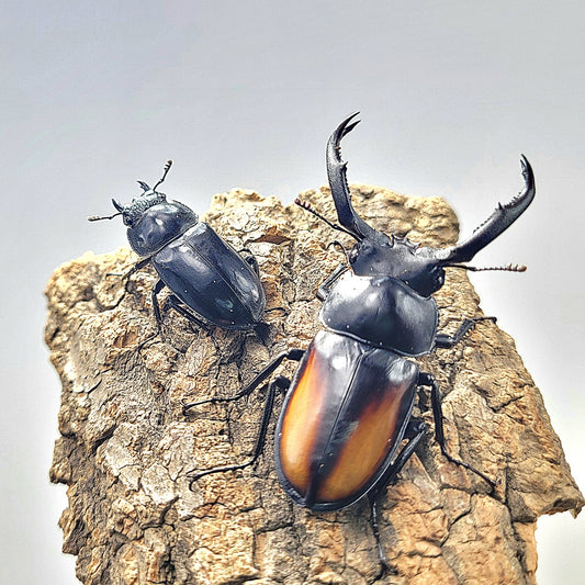 Laos Golden Hart Stag Beetle (Rhaetulus crenatus tsutsui)