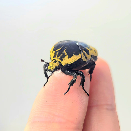 Harlequin Flower Beetle (Gymnetis thula)