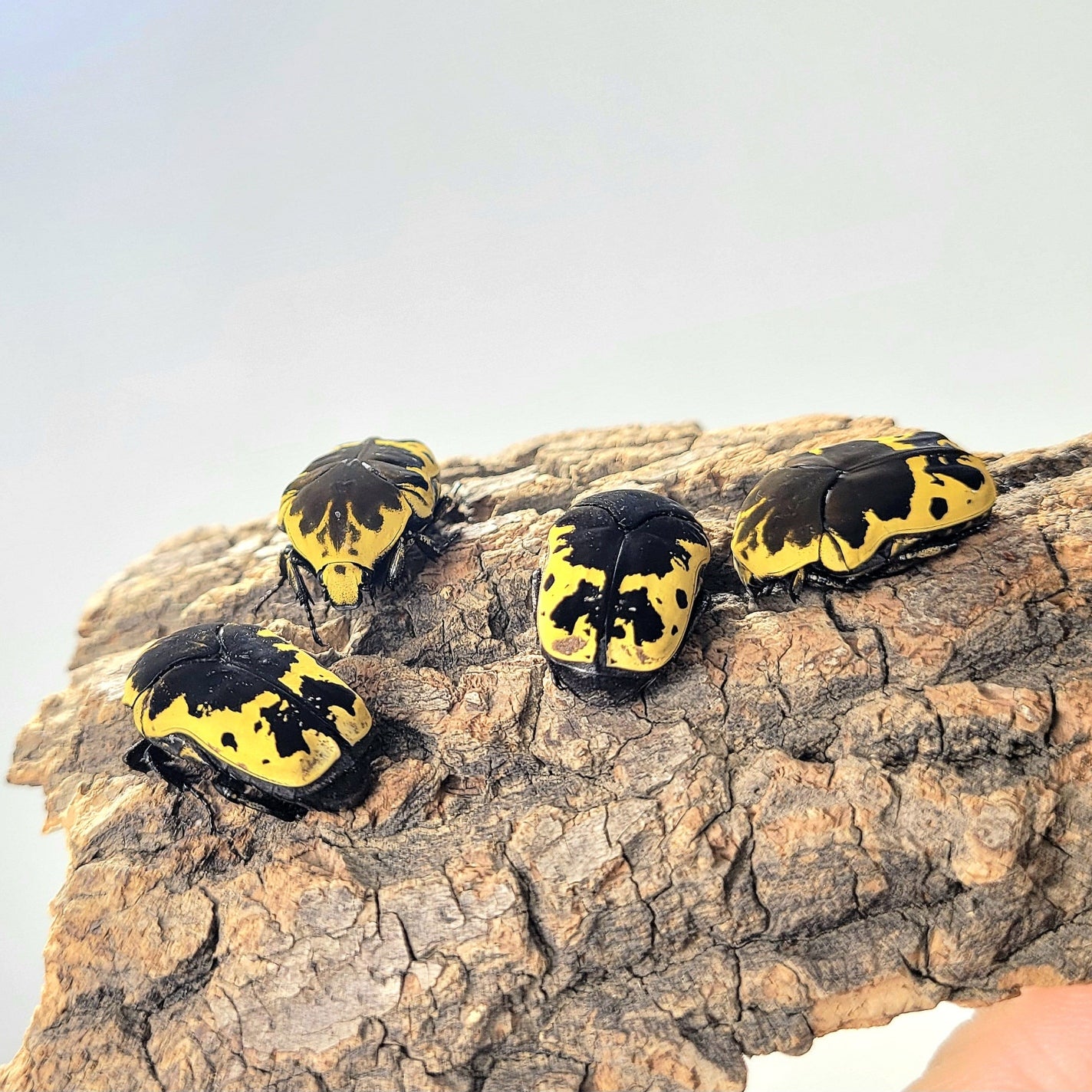 Harlequin Flower Beetle (Gymnetis thula)