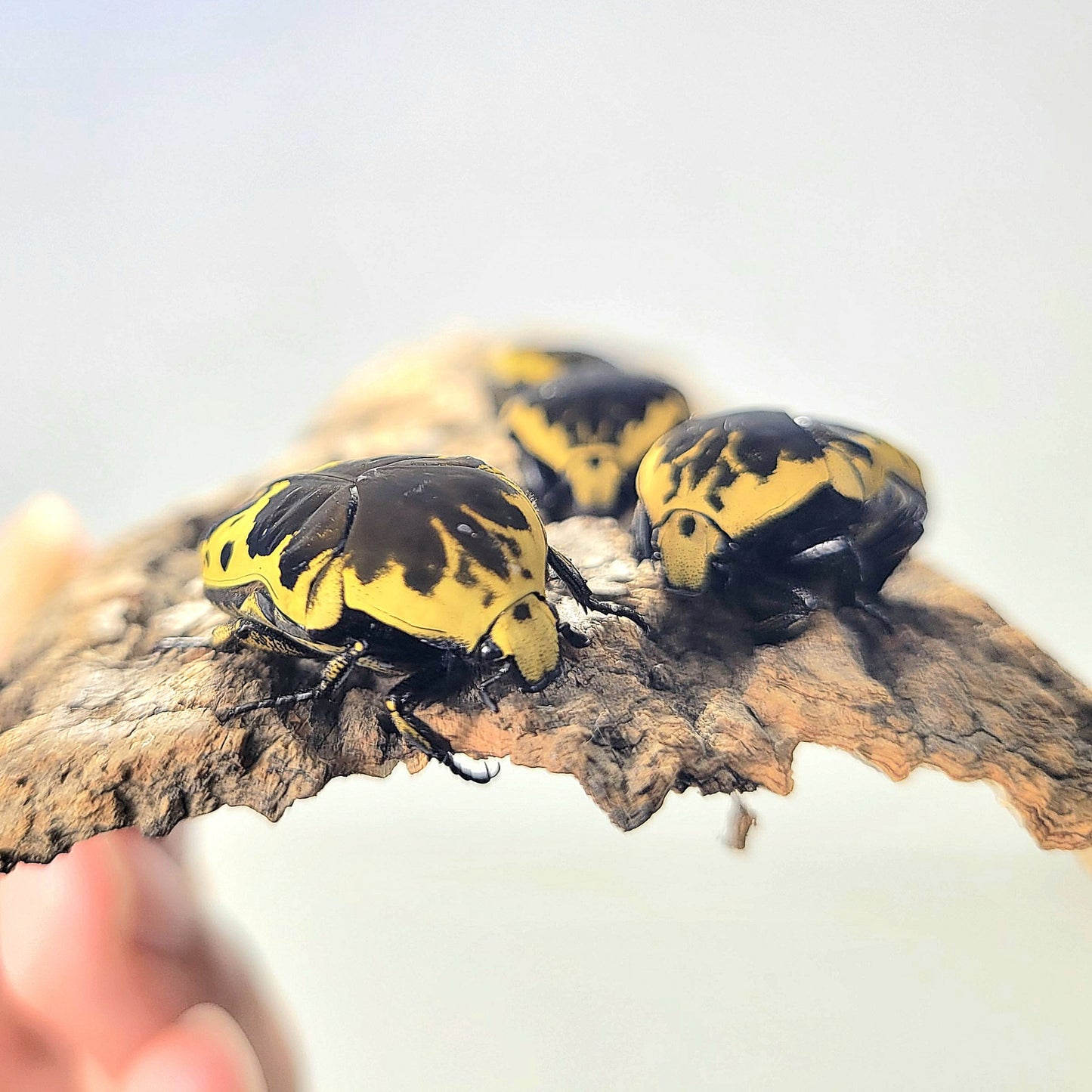 Harlequin Flower Beetle (Gymnetis thula)