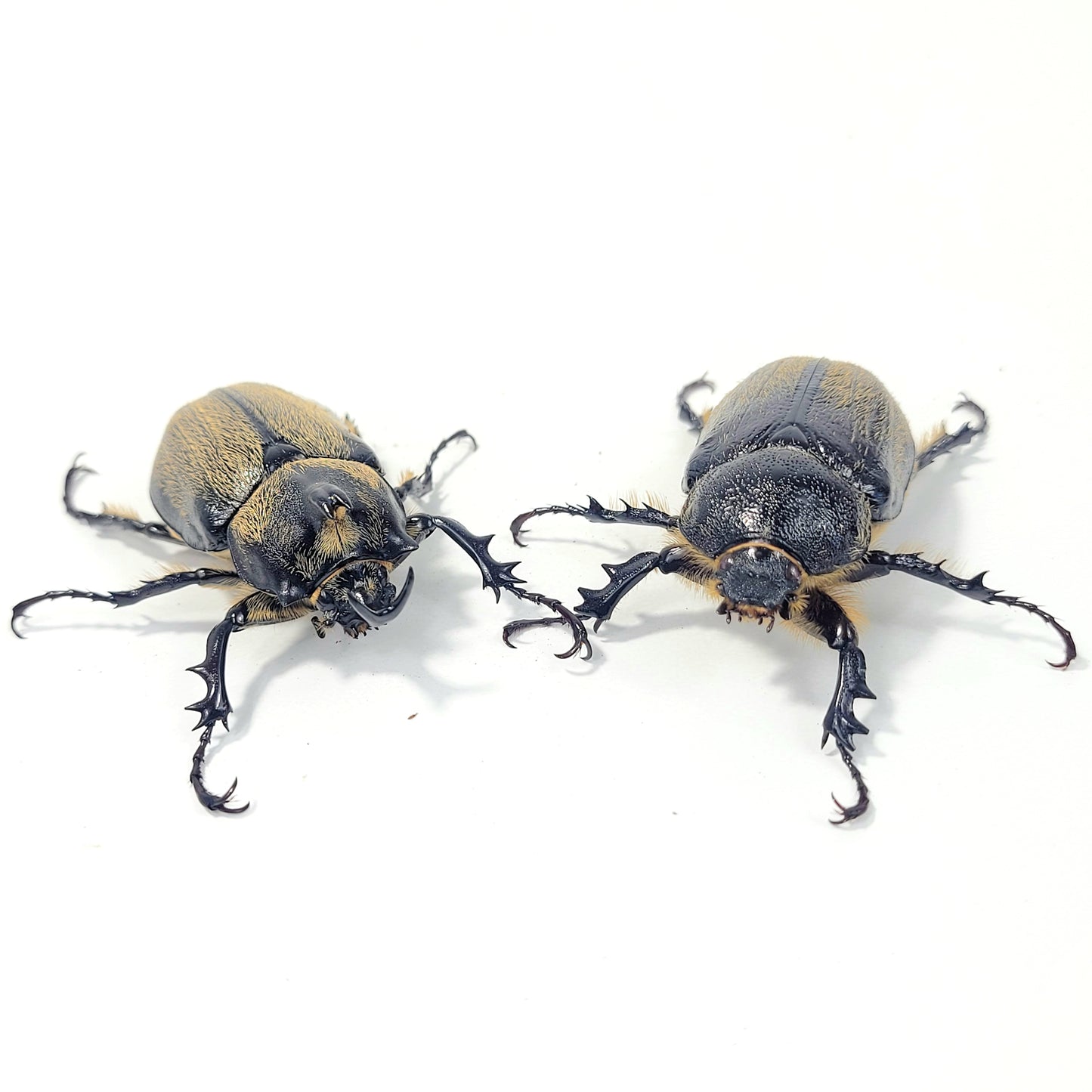 Minature Elephant Beetle (Megasoma thersites)