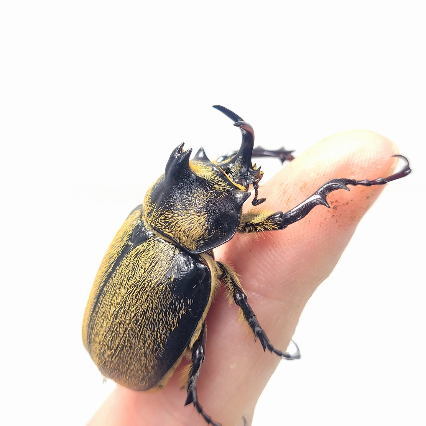 Minature Elephant Beetle (Megasoma thersites)