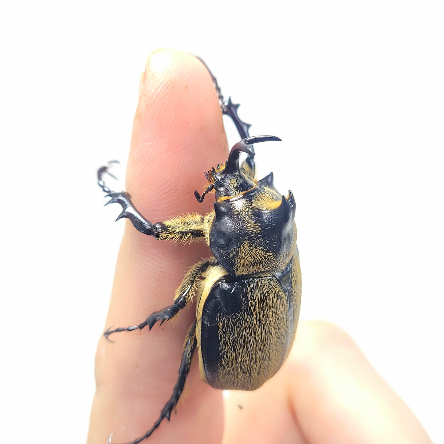 Minature Elephant Beetle (Megasoma thersites)