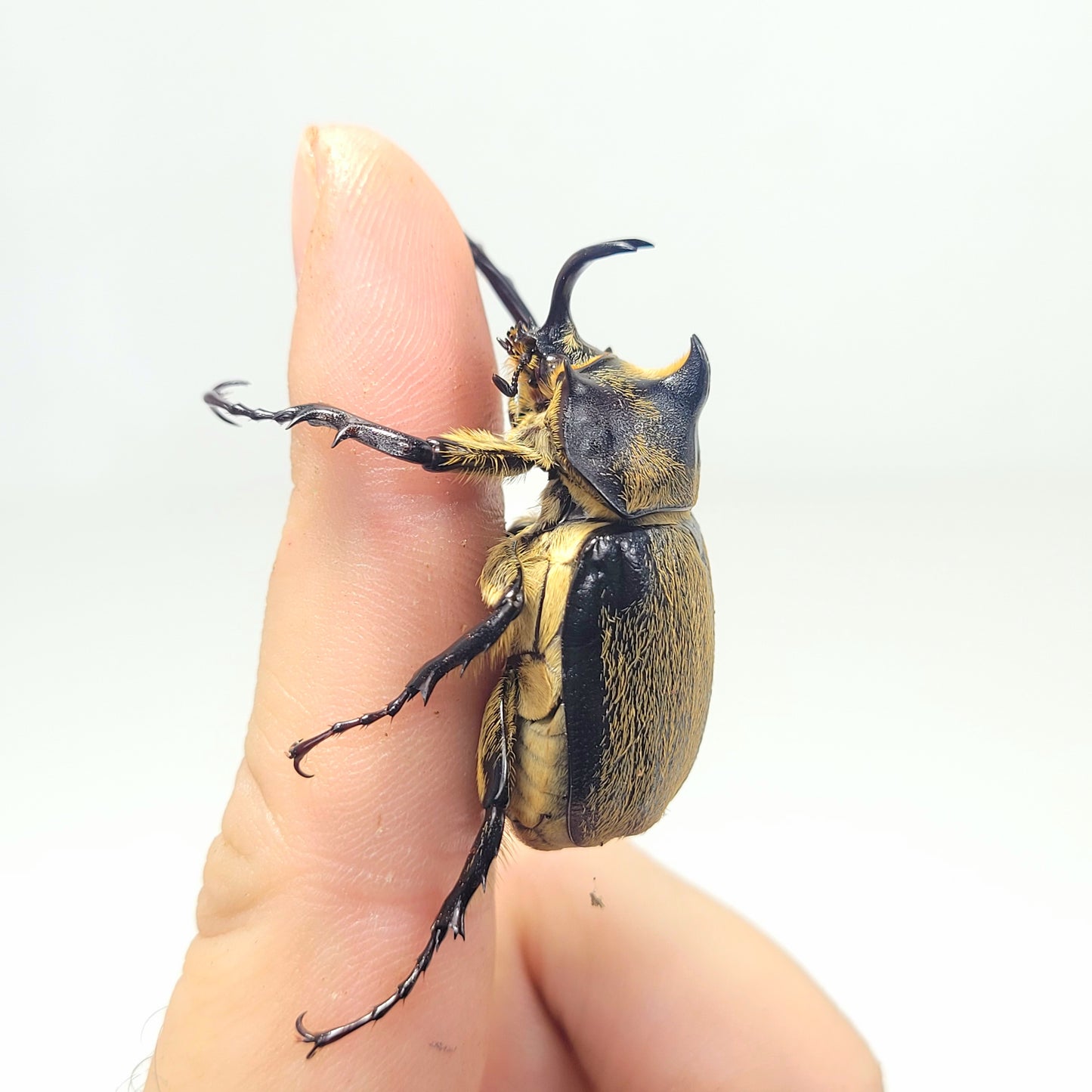 Minature Elephant Beetle (Megasoma thersites)