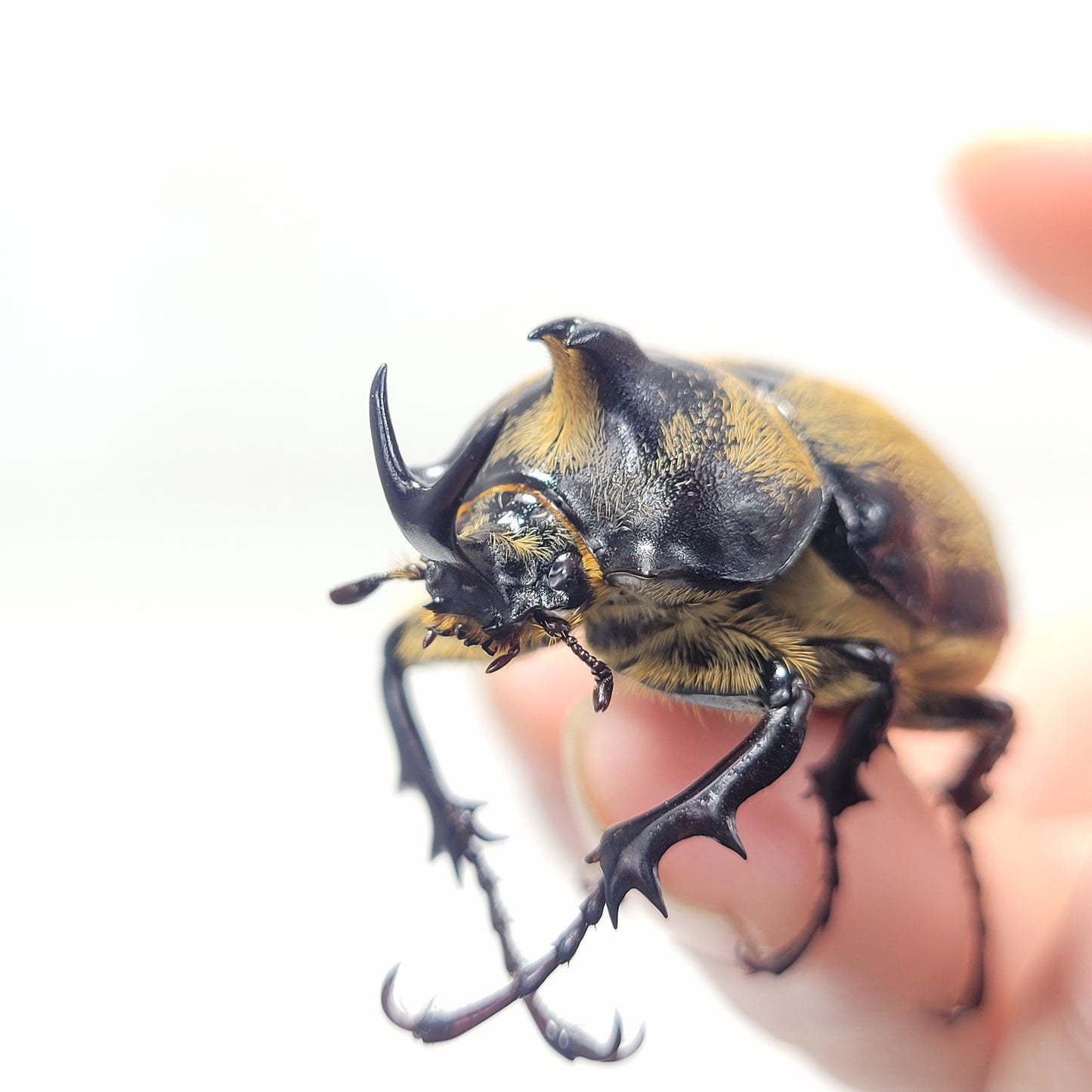 Minature Elephant Beetle (Megasoma thersites)