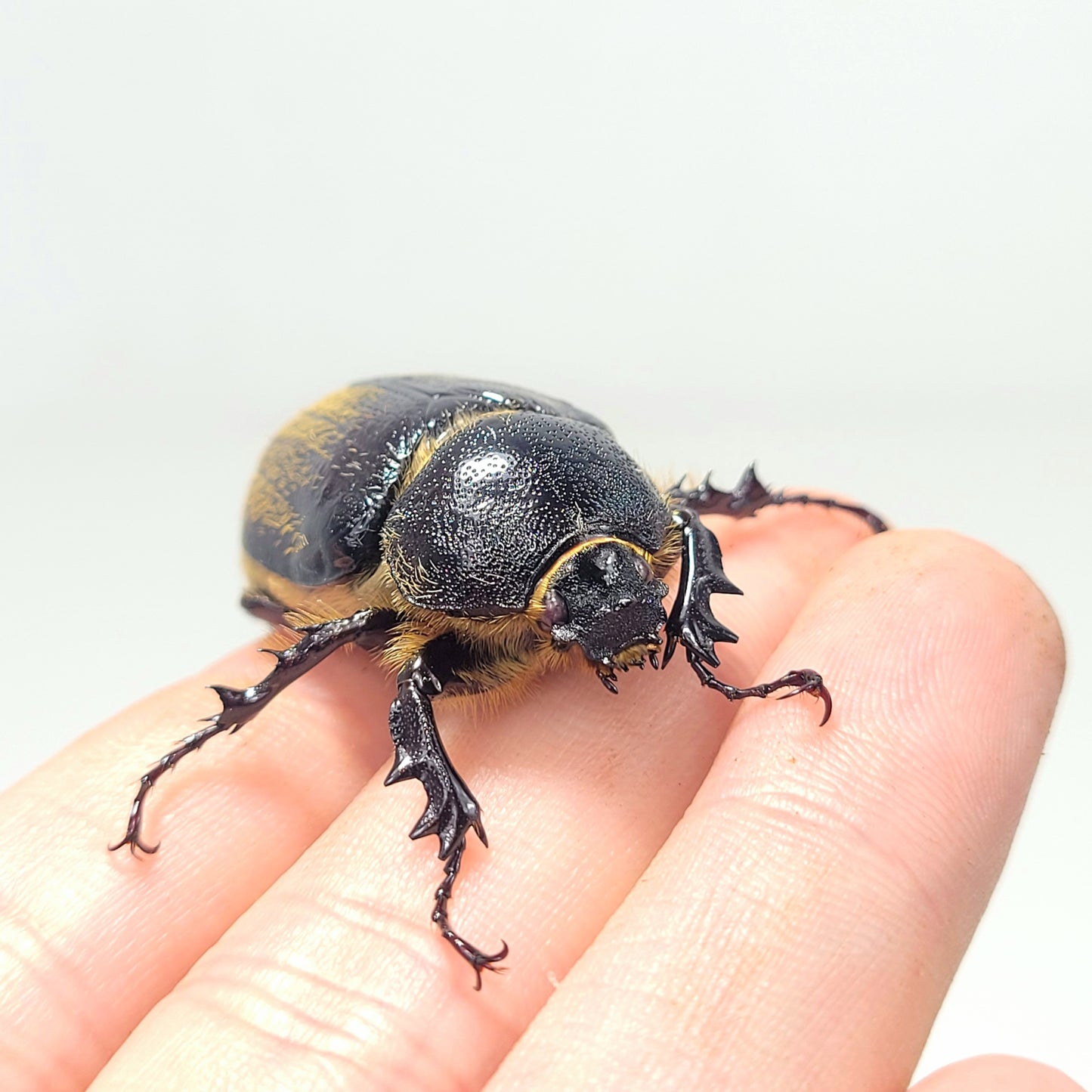 Minature Elephant Beetle (Megasoma thersites)