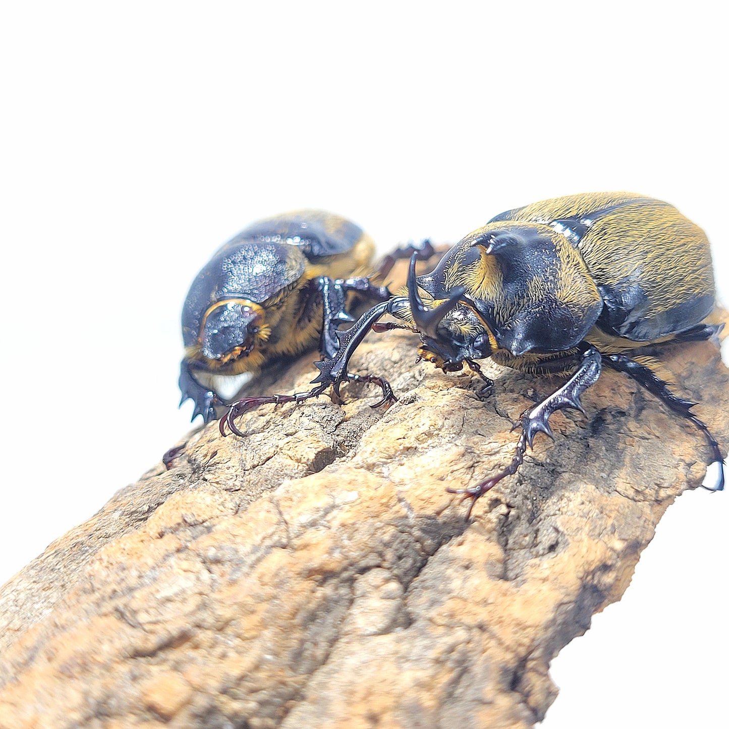 Minature Elephant Beetle (Megasoma thersites)