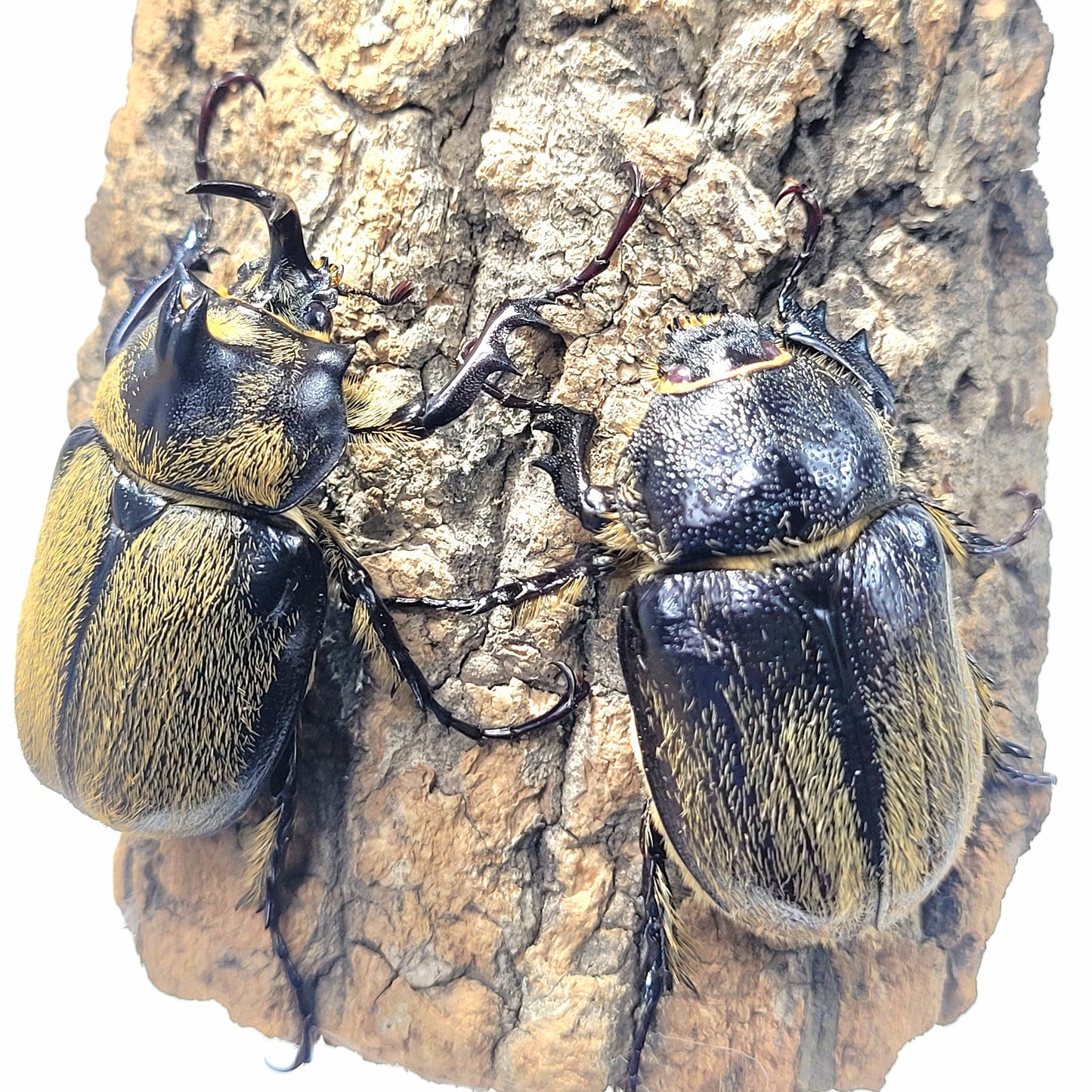 Minature Elephant Beetle (Megasoma thersites)