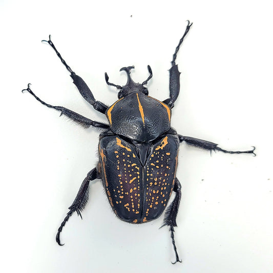 order insects online