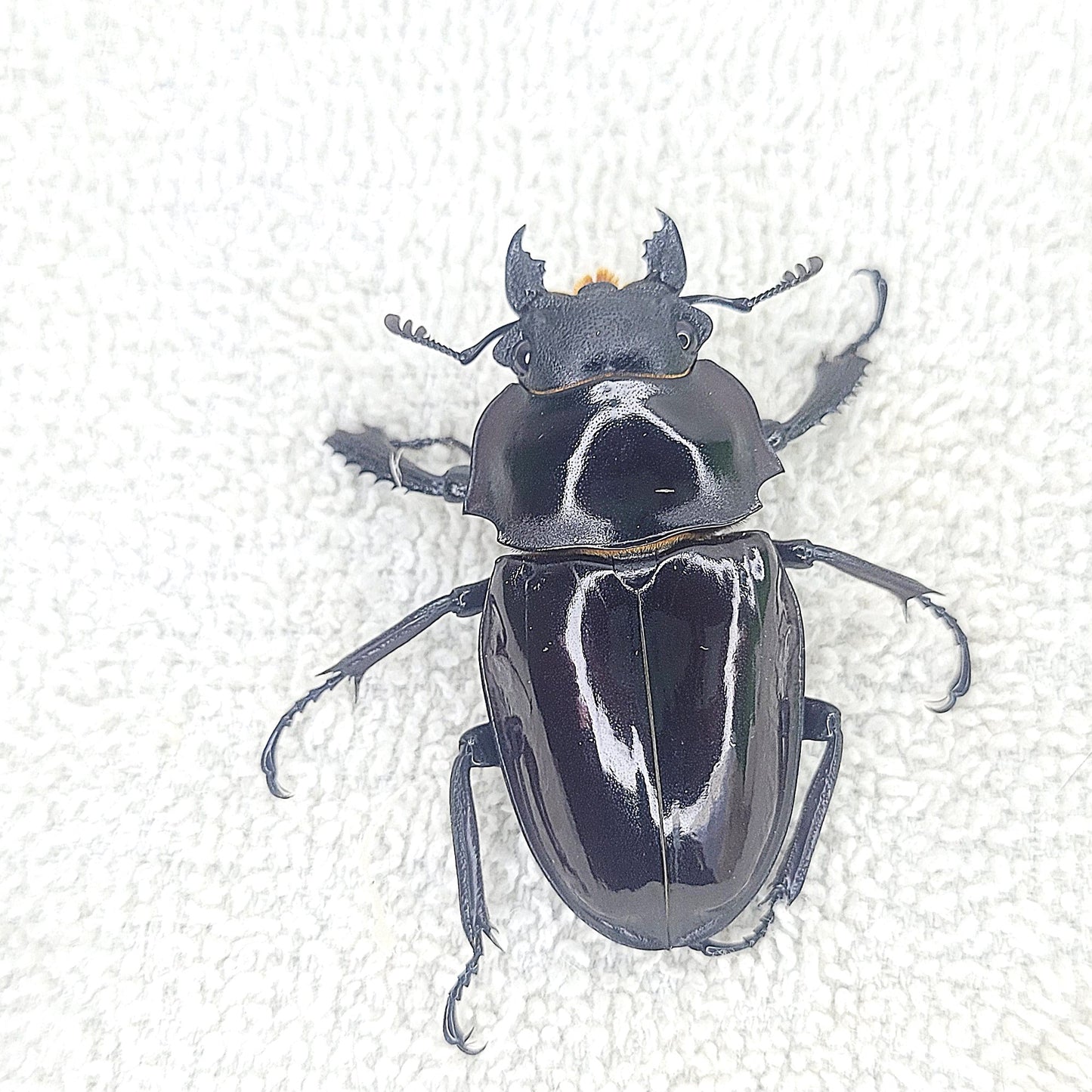 Taiwan Ghost Stag Beetle (Odontolabis siva parryi)