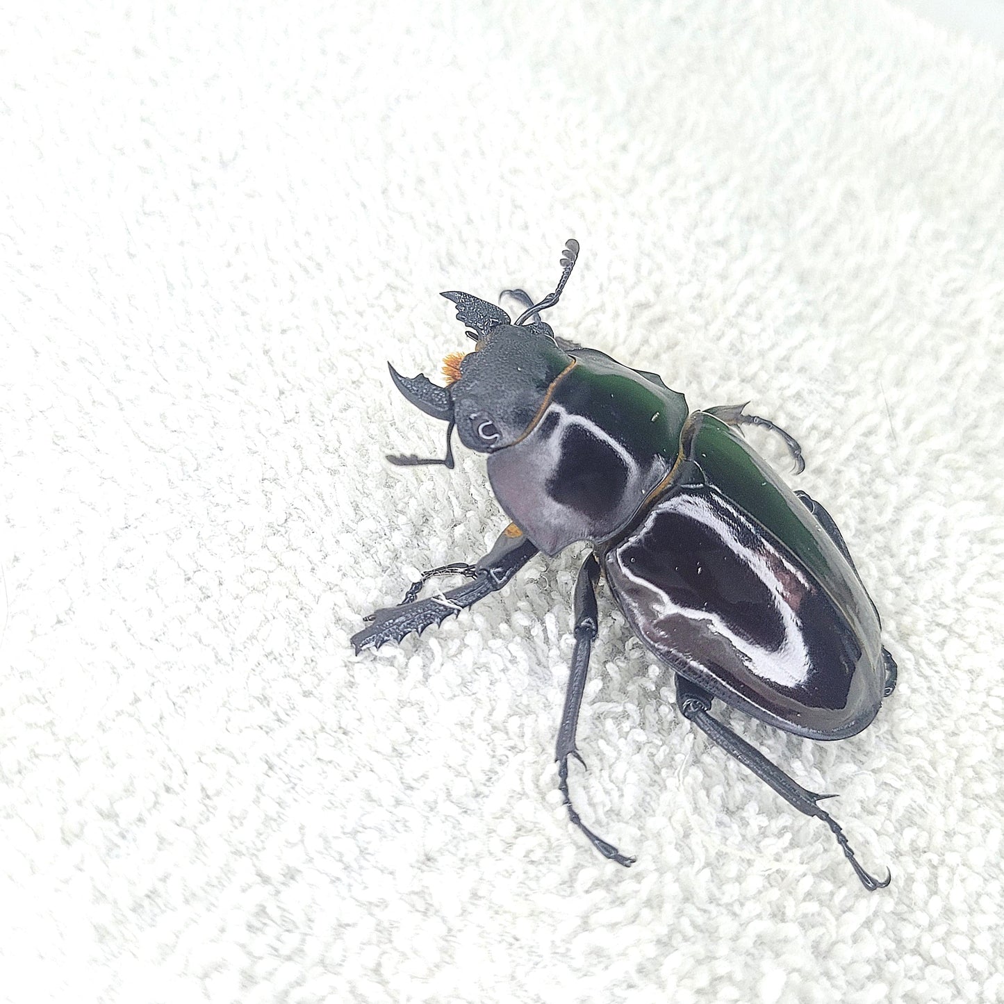 Taiwan Ghost Stag Beetle (Odontolabis siva parryi)