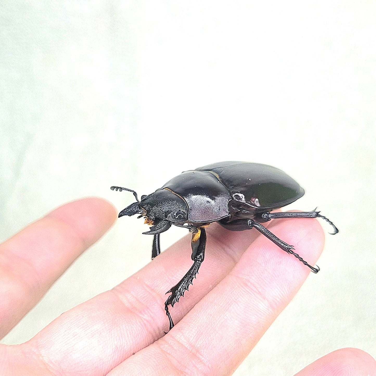 Taiwan Ghost Stag Beetle (Odontolabis siva parryi)