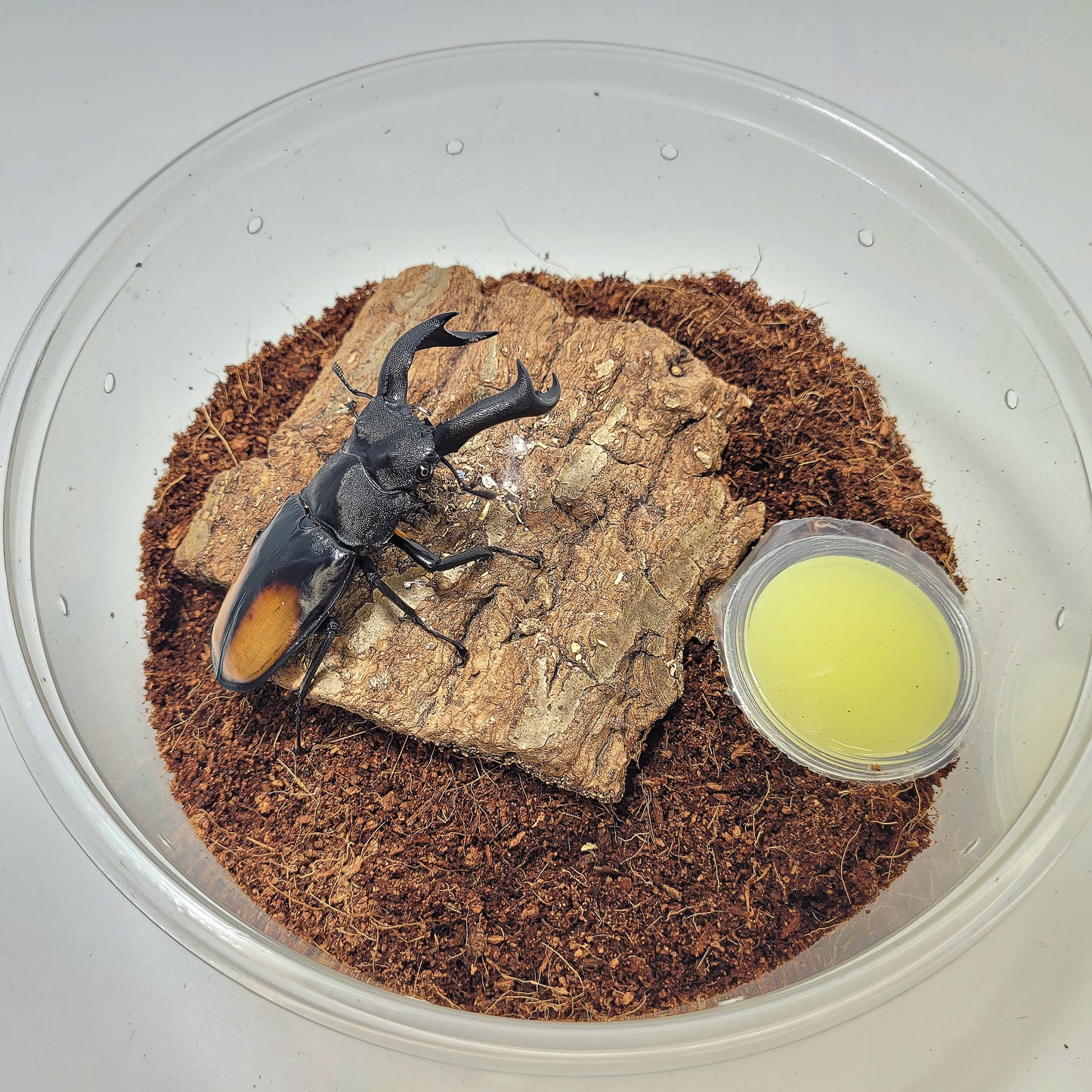 Coconut Fiber/Husk (bedding for adult beetles)