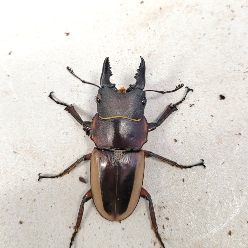 Mystery Beetle Box! – James' Beetle Farm