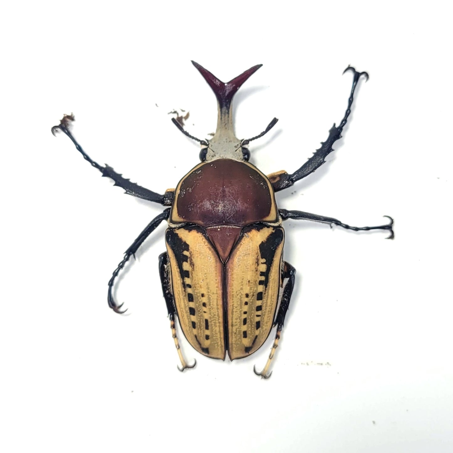 Mecynorhina harrisi (Yellow)