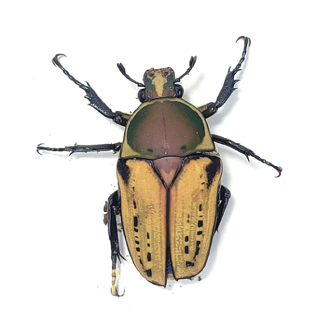 Mecynorhina harrisi (Yellow)