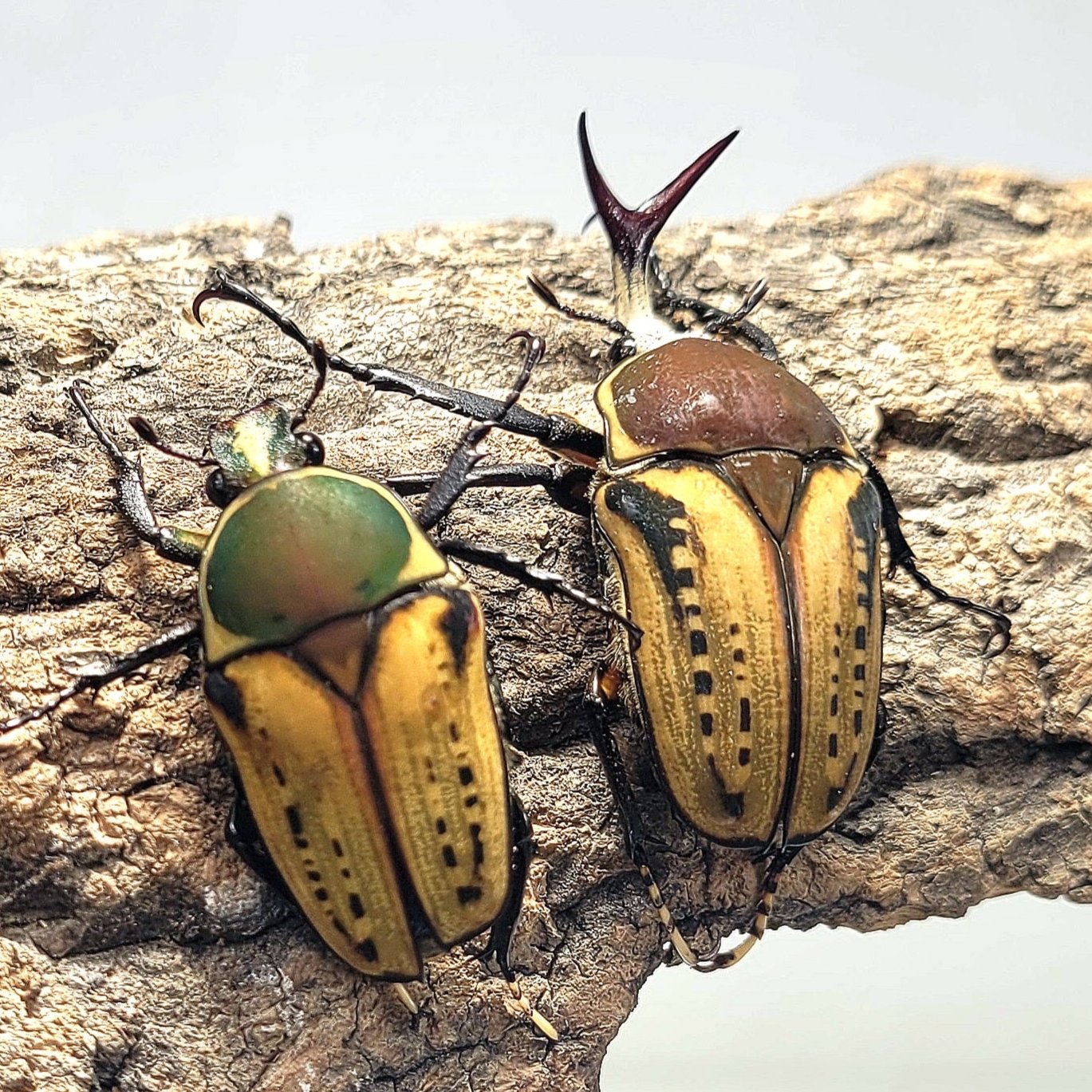 Mecynorhina harrisi (Yellow)