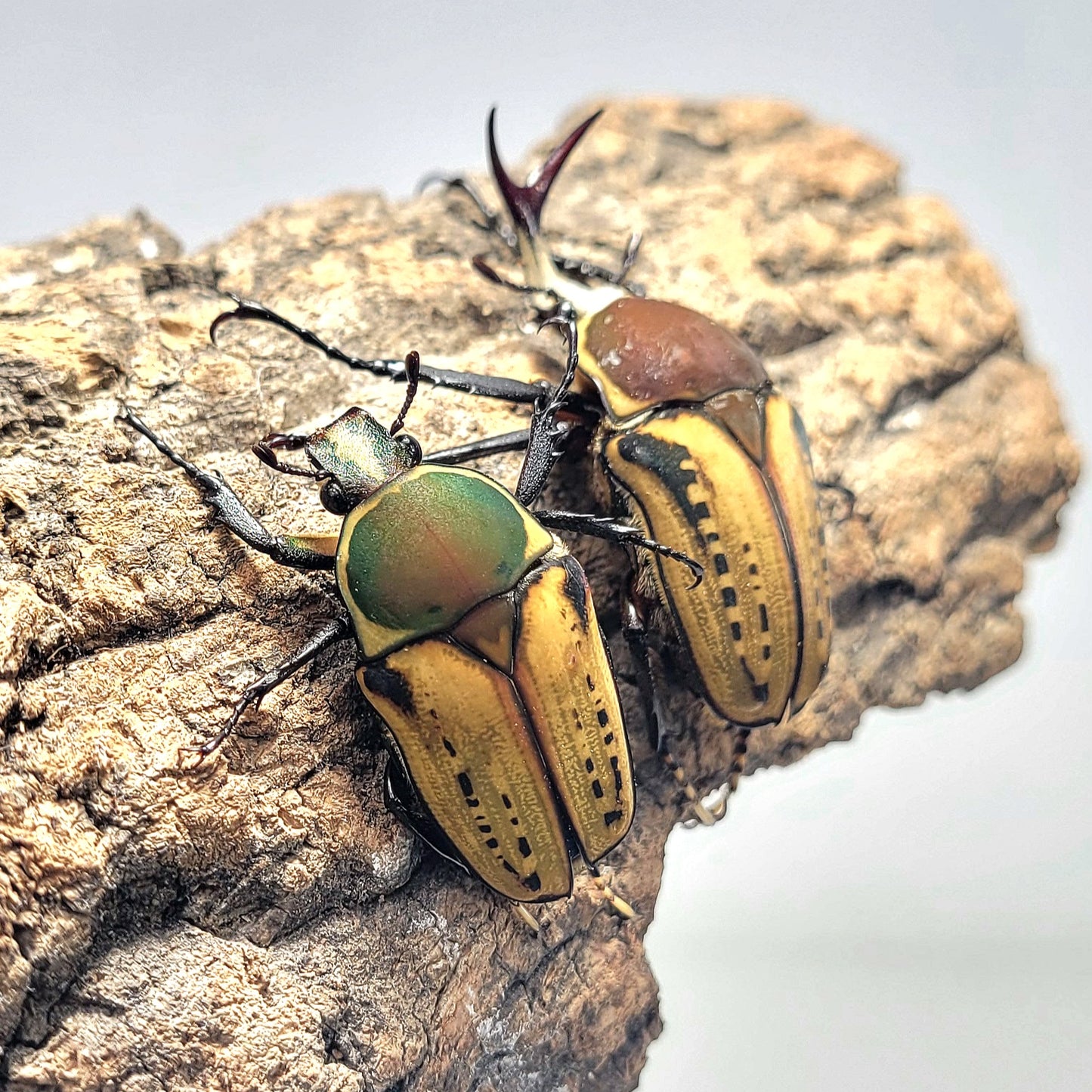 Mecynorhina harrisi (Yellow)