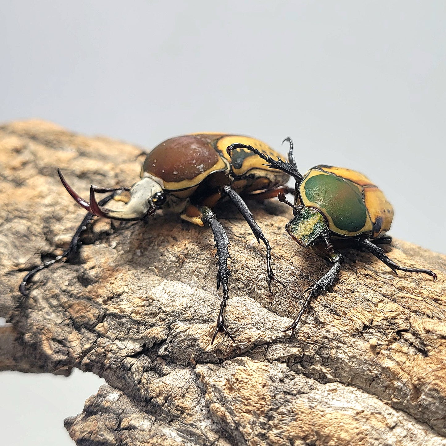 Mecynorhina harrisi (Yellow)